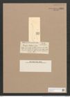 Rhoicosigma ? tahitiense (Castr.) Perag. (de-Toni-Nr.: Genus 15, Species 1132) Zeichnungen Sammlung Grunow Nr. 2229 (NHMW-BOT-W0369318)
